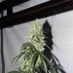 Oberer Blütenbereich einer Indoor-Marihuanapflanze