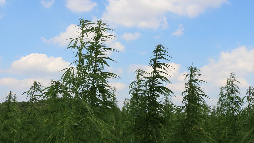 War on Drugs gegen Rohstoffkonkurrenten: Hanfpflanzen unter blauem Himmel
