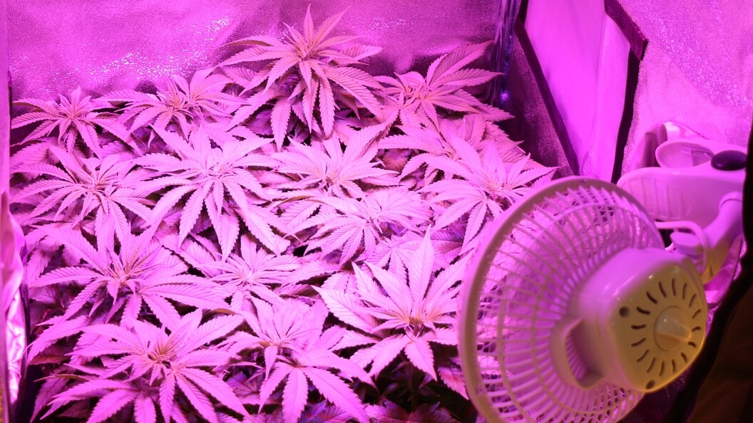 Marihuana Jungpflanzen im Growzelt