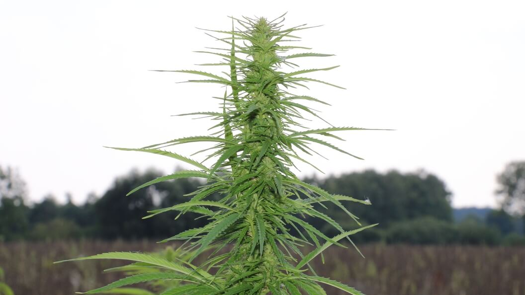 Outdoor Marihuanapflanze