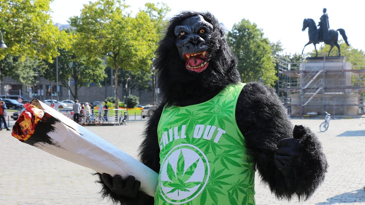 Cannabis legalisieren – das Aktivistenproblem