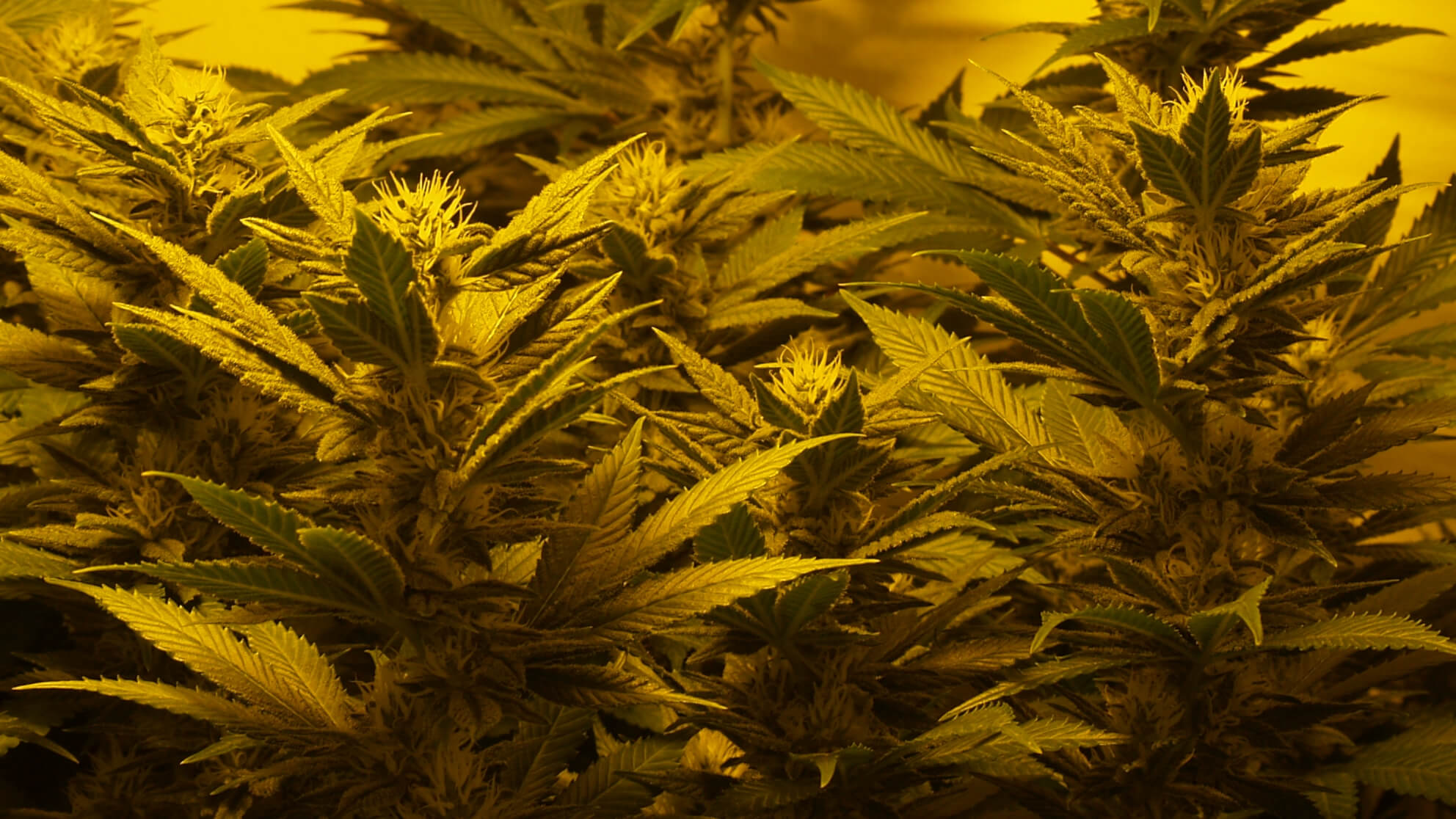 Eigene Marihuanapflanzen, um beim Drogenkonsum unabhängig zu bleiben? Nicht erwischen lassen!