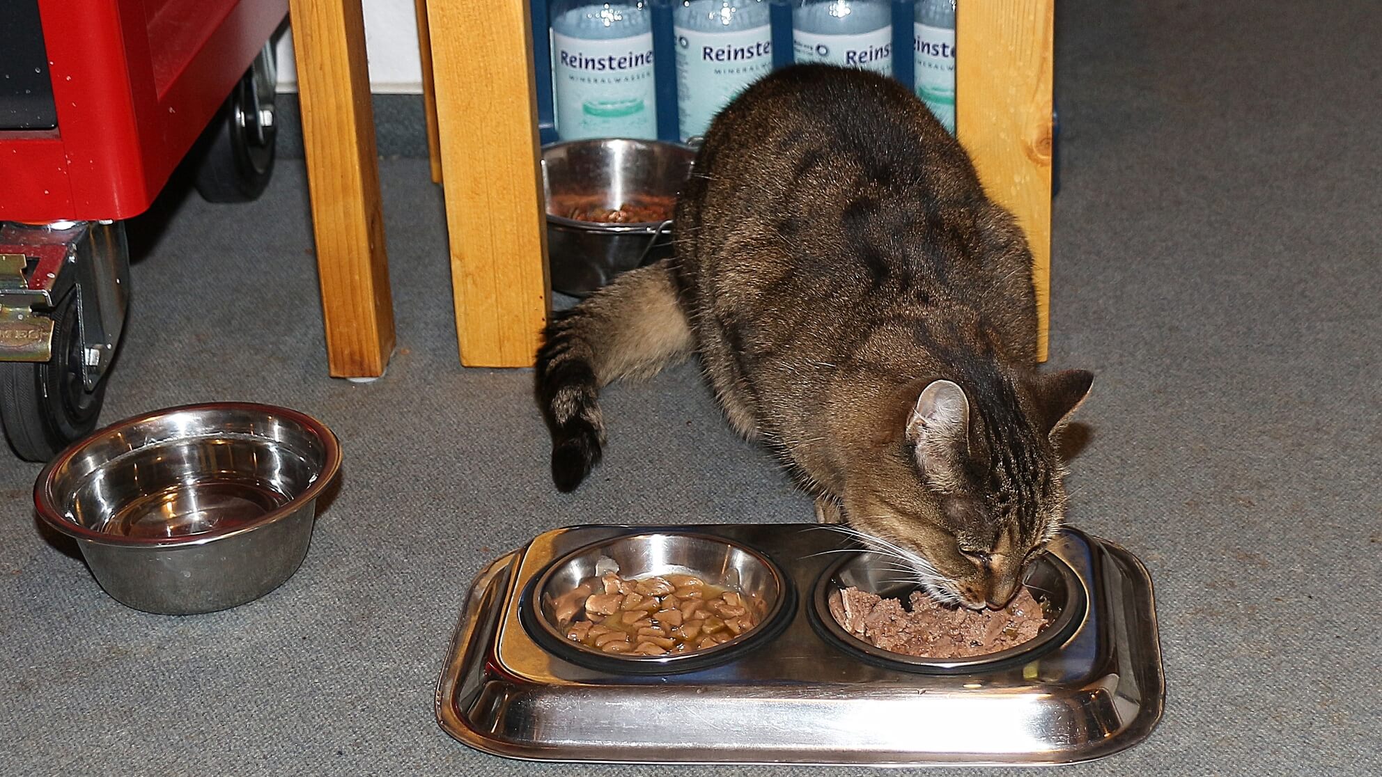 Die fressende Katze Dgani muss seltener kotzen, ihr hilft Cannabis für Tiere als CBD-Öl