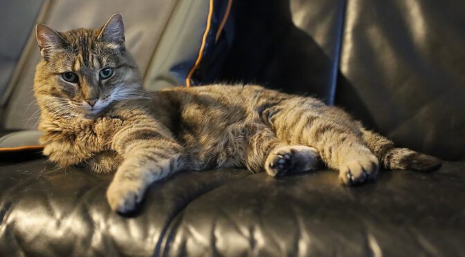 Kranke Katze im Bild – sie erhält CBD gegen Gastritis und Altersleiden